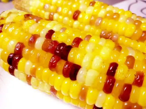 五彩玉米 - 途乐也