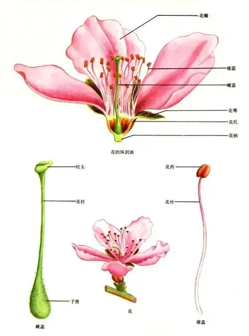 心皮- 百度百科