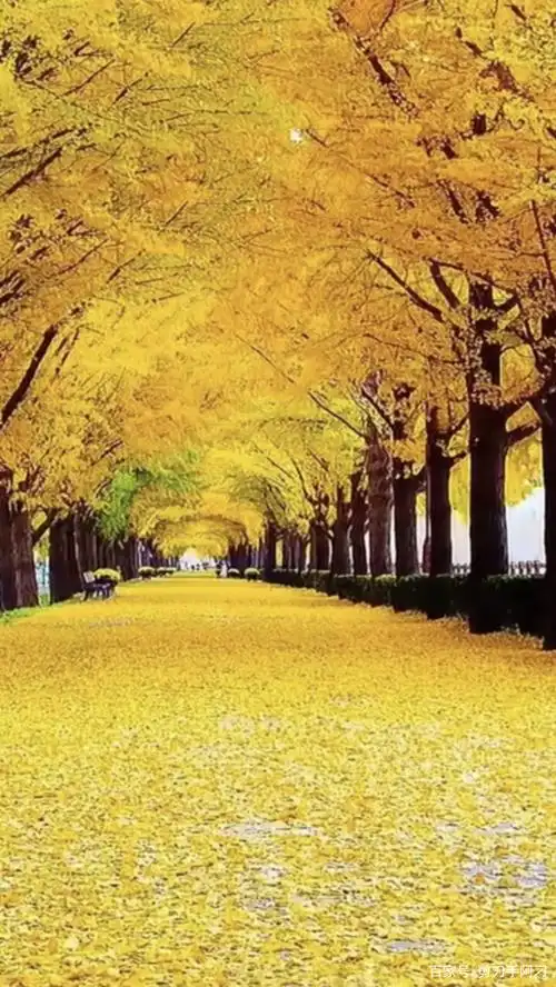 最美金色风景图分享