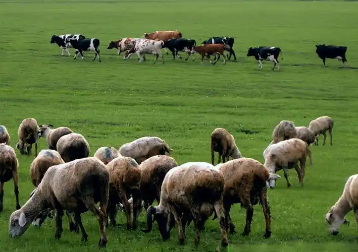 牛羊成群马儿壮,一片草原好景象.