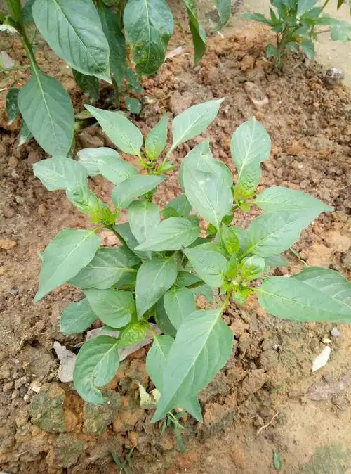 这个青菜叶子叫什么名字?