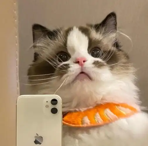 有没有猫猫自拍头像,翻了下只有狗狗的