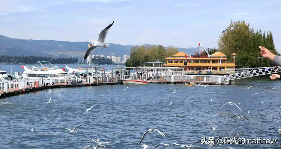原创昆明海埂大坝海鸥飞翔深秋时节红嘴鸥是城市一道美丽风景