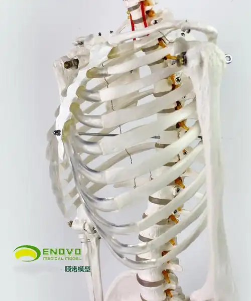 颐诺enovomedicalmodel医用人体骨骼模型附韧带人体骨架