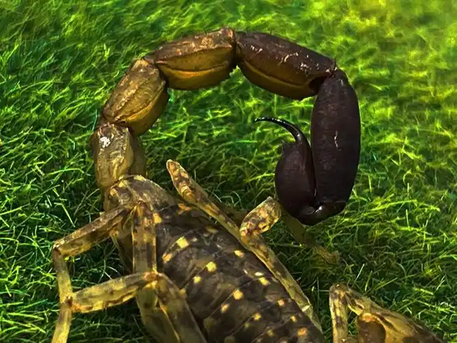 国产/进口:国产类别:蝎子货号:蝎商品产地:中国大陆商品毛重:100.