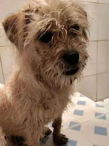 下雨天流浪狗淋得湿漉漉的小家伙冻得直哆嗦女孩看到一阵心酸