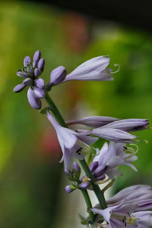 素雅浪漫紫玉簪