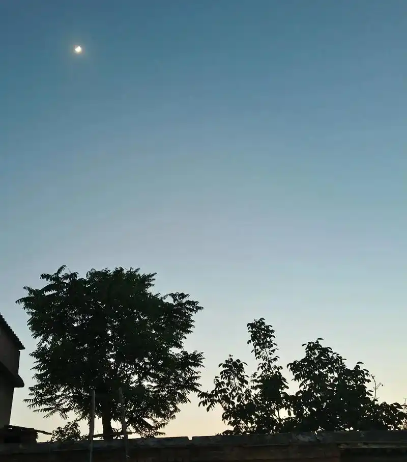 谁懂啊就是一进大门就看到傍晚的树和月亮的这种感觉