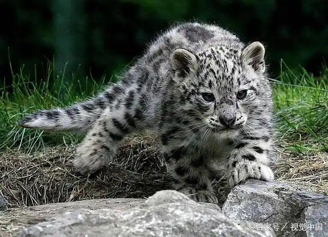 这种豹子浑身灰白,你会喜欢吗?