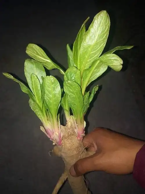 这个植物根像人参.植株可以长到一米多高.多年生植物.