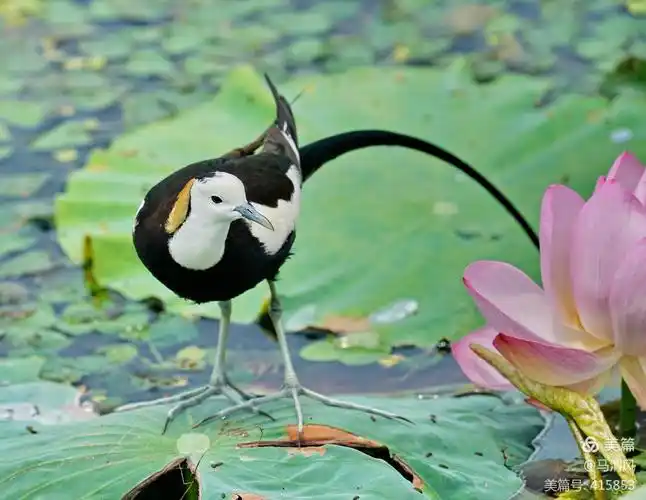水雉-水凤凰(一)