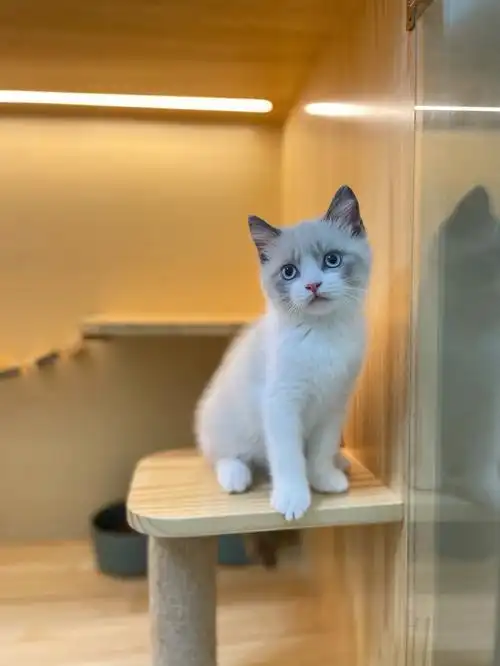 自家繁育稀有海豹双色英短弟弟