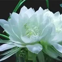 微信唯美头像以下是小编精心整理的关于冰山雪莲图片唯美头像的高清