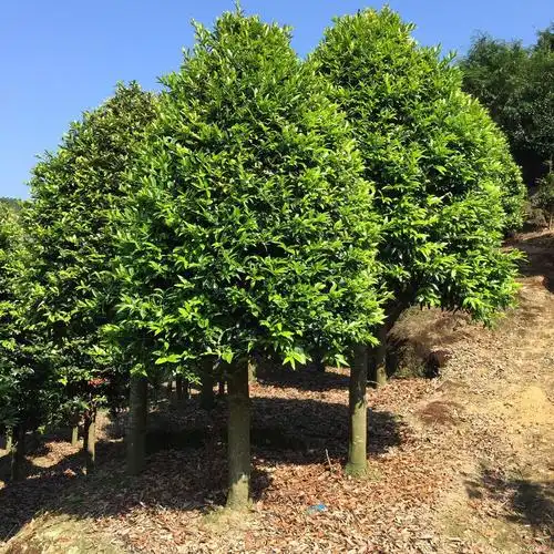 事到如今,竹柏的实力真的不能再隐藏了!