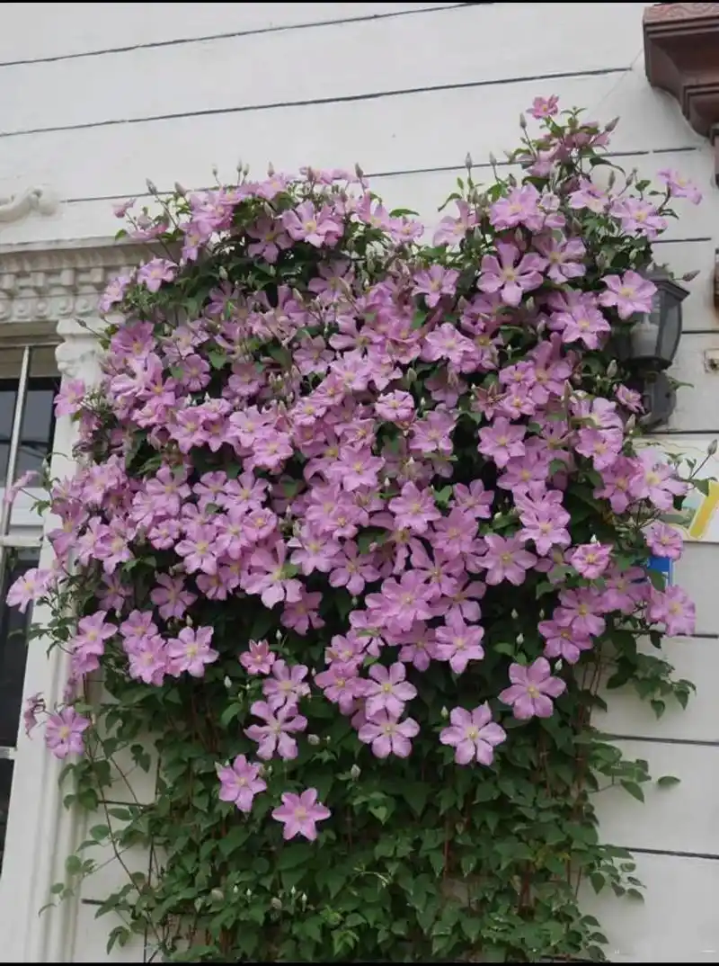 铁线莲长大了,真的太惊艳了.不同品种,有不一样的美丽,美丽动 - 抖音