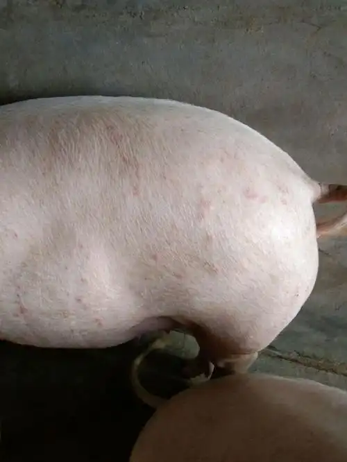 育肥猪:出现很多红点 ,好像是红蚂蚁咬的一样 - 猪病在线问答 _猪易