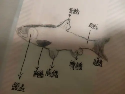 生物实验《观察鲫鱼》