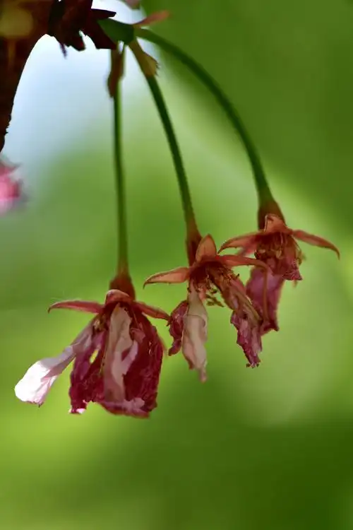 摄影【 林花谢了春红 】