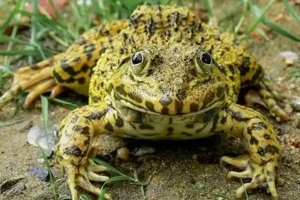 虎纹蛙:长得非常魁梧壮实,雌性体长可超过12厘米