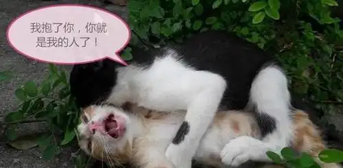 猫界霸道总裁如何谈情说爱,扑倒小橘猫的瞬间,简直甜死人了!