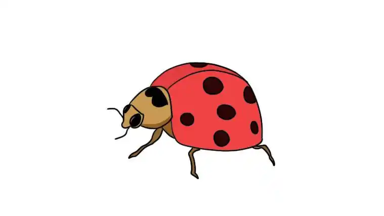 甲虫简笔画甲虫简笔画的画法