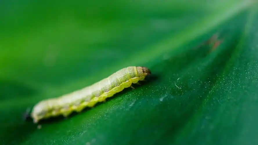 365计划#【day 292】#青虫