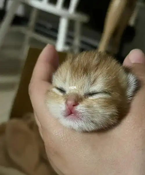 出生三天的金渐层宝宝我的心萌化了78