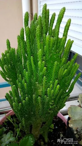 转姬珊瑚一盆 顺便转几个加仑盆