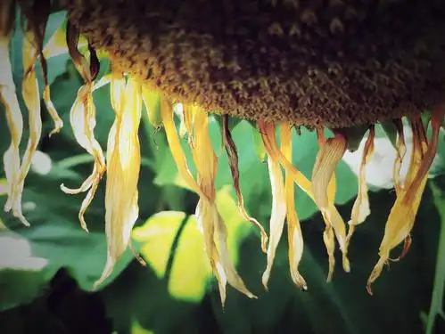 日记i当向日葵低头时