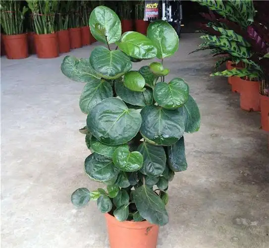 家里养金钱兜好吗 金钱兜的最佳风水摆放位置