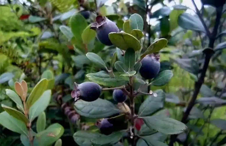 俗称姑娘子,别名山稔,是南方特有的野果,成熟的果实是紫黑色或者紫红