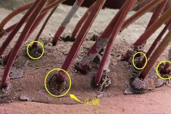 剪发虫是什么东西