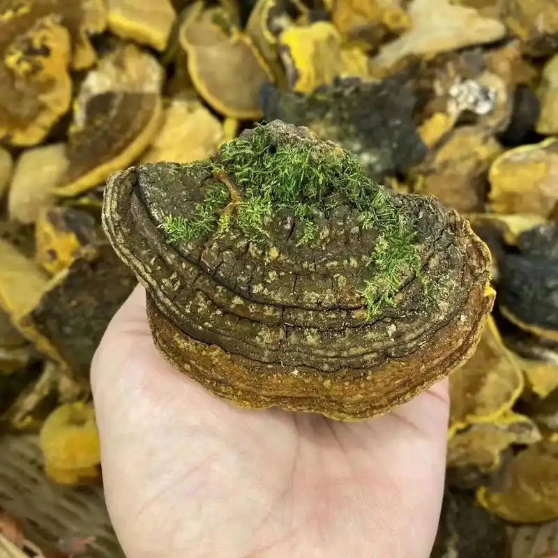 610年份野生桑树桑黄灵芝