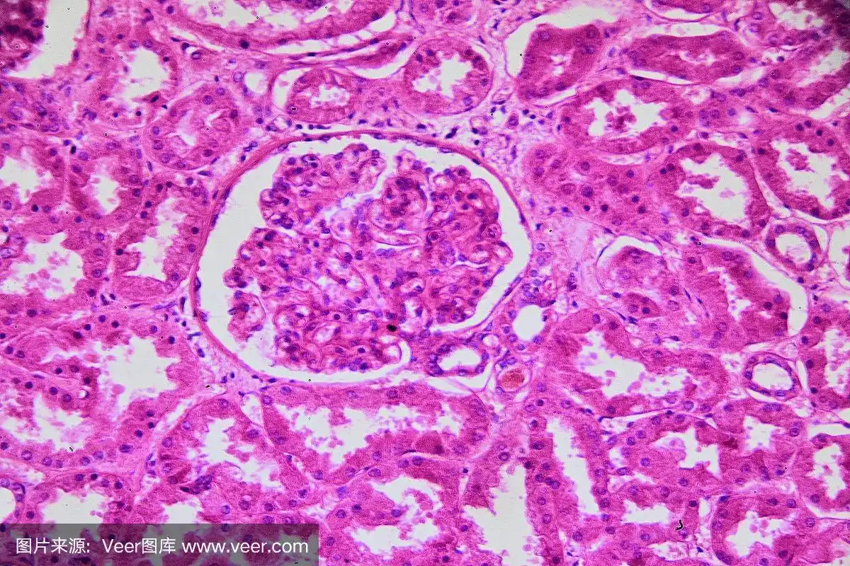 人肾,显微镜下皮层区