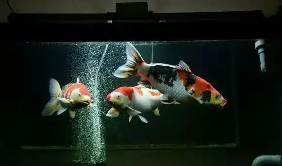 养锦鲤为何晚上跳缸