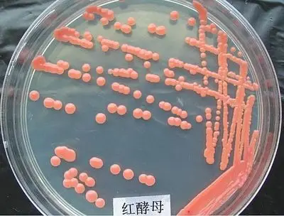 生产供应海洋红酵母红酵母富含胡萝卜素虾青素