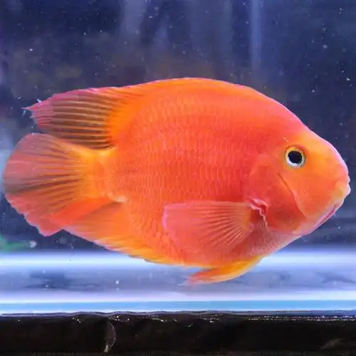 血红鹦鹉鱼元宝财神发财鱼中大型淡水热带观赏鱼凶猛鱼