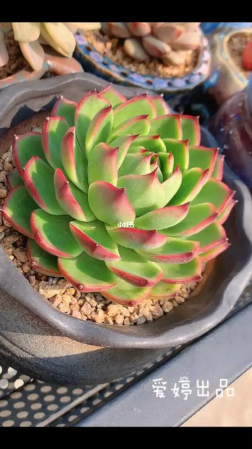 夕阳下的 月亮石_夕阳_多肉植物_最美多肉_家居家装_家居装饰