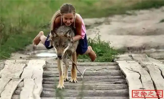 残暴草原狼竟被小女孩儿驯化到哈士奇一般温顺.