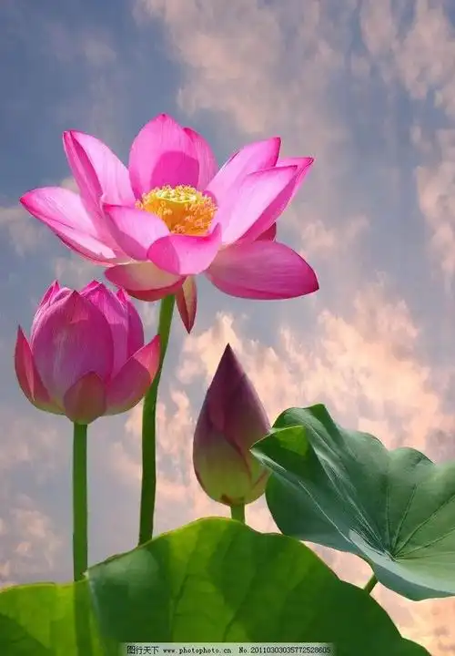 荷花的句子唯美短句5字6_晶羽科技