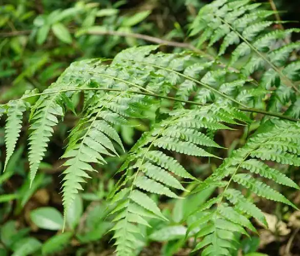 callipteris esculenta (retz.) j. sm. ex moore et houlst.