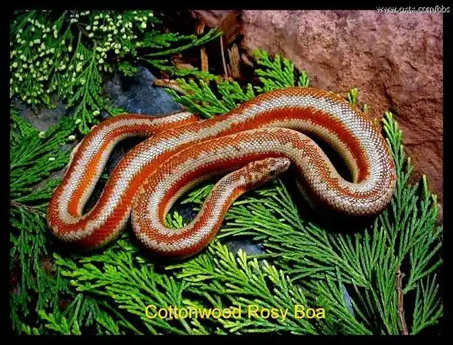 有谁知道白化玫瑰蚺多少钱能买到