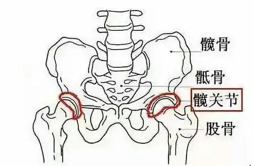 "送髋"是跑步必学科目