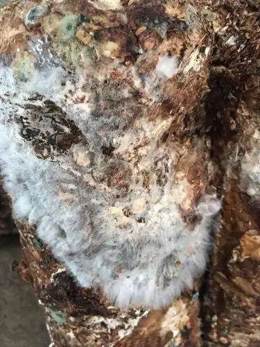 香菇菌棒长满白毛,急需治疗!