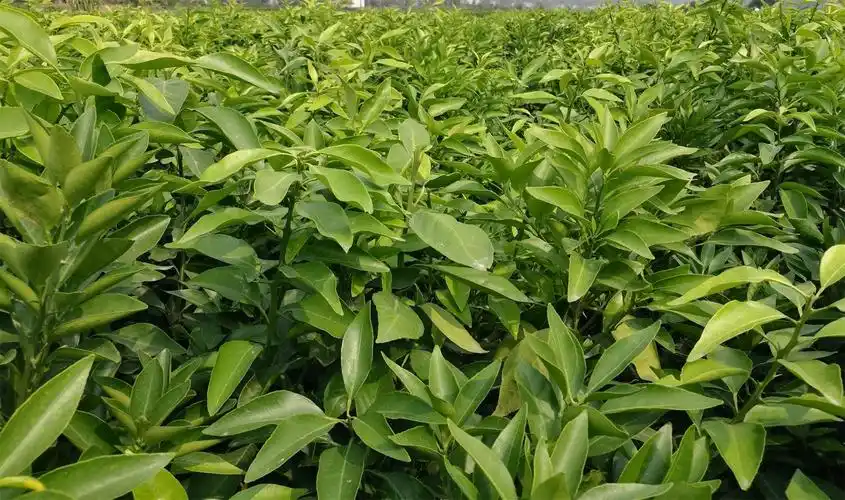 湖南千思农林爱媛38号柑橘苗3070cm