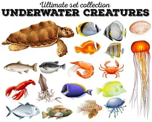 不同种类的海洋动物插画