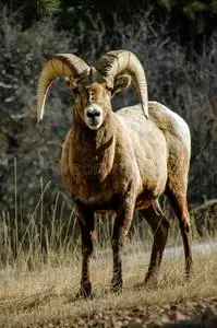 大角羊公羊凝视照片