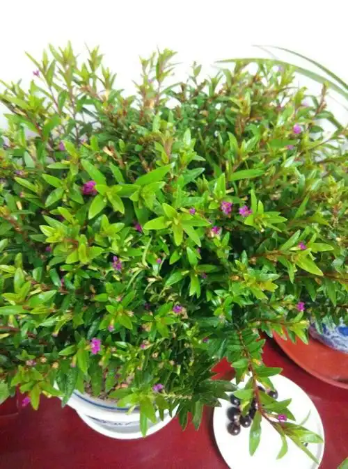 请问这是什么花卉?