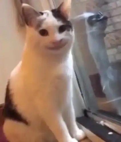 歪嘴可爱小猫表情包系列汇总,来源出处