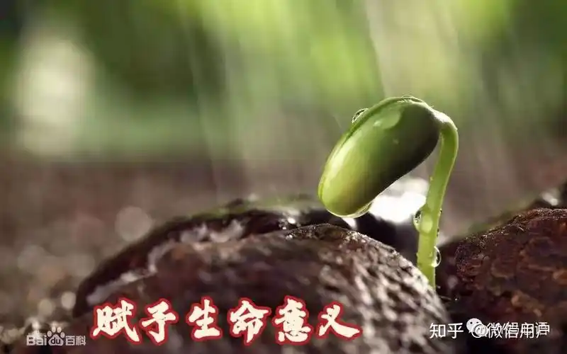 智汇盟学习成长之生命的意义